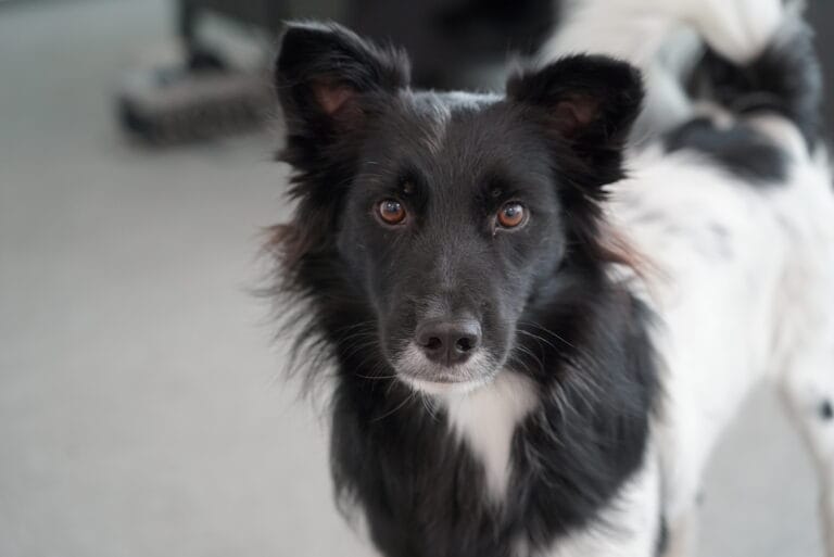 Close-up of a black-and-white dog looking at the camera.